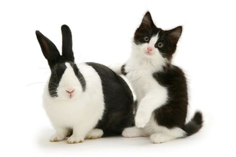 bunny-bunny-kitten-kitten_01.jpg